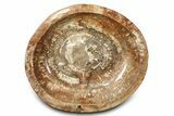 Polished Petrified Wood Bowl ( lbs) - Madagascar #317040-2